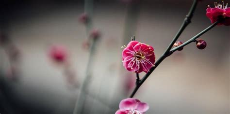 梅花吉祥話|梅花花语的象征与寓意（探寻梅花背后的文化内涵）